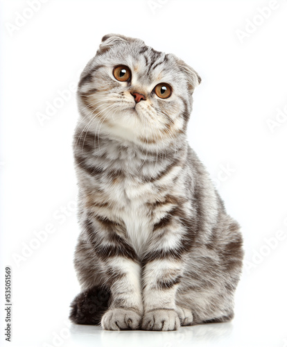 Scottish Fold Cata Scottish cat sitting with sad face | white background
