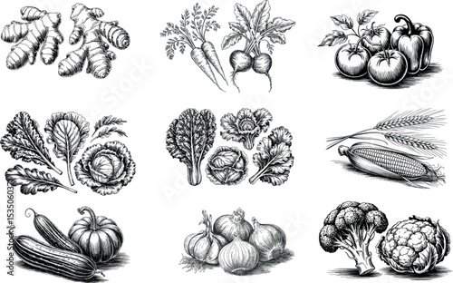 Various vegetables, including ginger, carrots, beets, tomatoes, peppers, lettuce, cabbage, corn, cucumber, pumpkin, onions, broccoli, and artichoke, are shown in a detailed black and white sketch styl