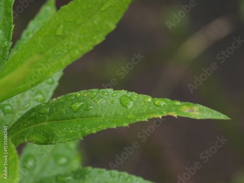 雨の後の緑の植物　雫