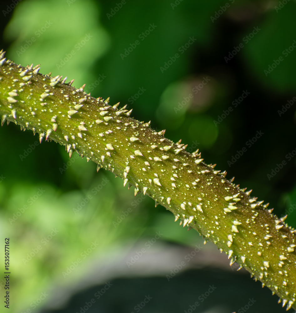 Naklejka premium Close Up of a Green Spiny Plant Stem with Sharp White Thorns