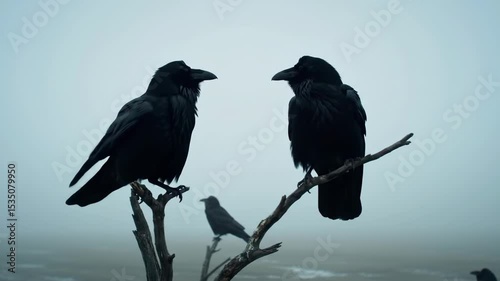 Two crows interacting on branch with misty coastal background and flock movement