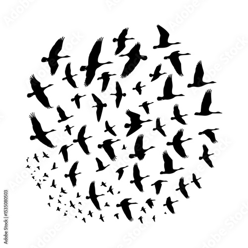 Silhouette flock of birds in circular flight pattern