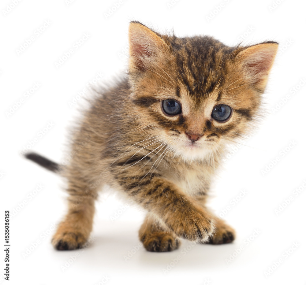 Fototapeta premium Kitten on white background.