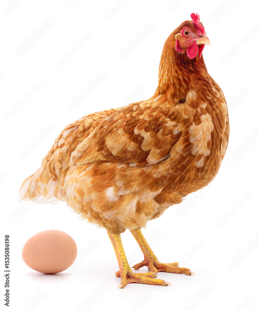 Fototapeta premium Brown hen and egg.
