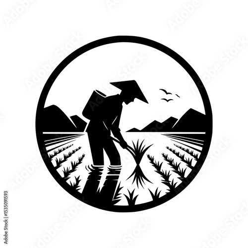 Farmer harvesting rice in paddy field