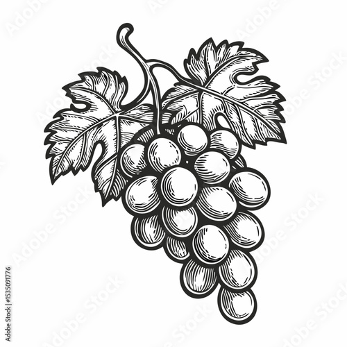 Fresh grapes bunch with leaves. Juicy grapes and lush green leaves drawn in vintage style. Detailed illustration of grapes for premium alcohol label design.