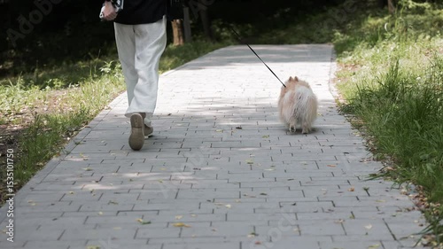 Person walking fluffy dog on forest path. Rear view of a person strolling with a small fluffy dog on a leash along a paved walkway through a peaceful green park.