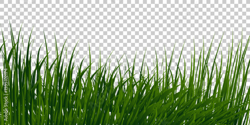 Green Grass border isolated on transparent background, vector illustration. Realistic green seamless grass,lawn.