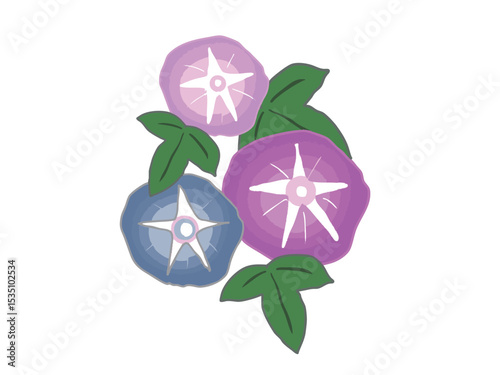 Illustration of pink, purple and blue morning glories blooming