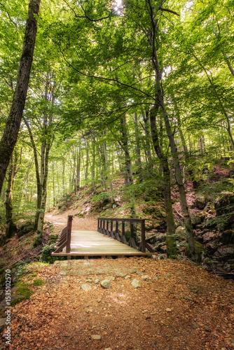 A wooden bridge crosses a stream in the lush forest of Vizzavona on the GR20 trail on the Mediterranean island of Corsica