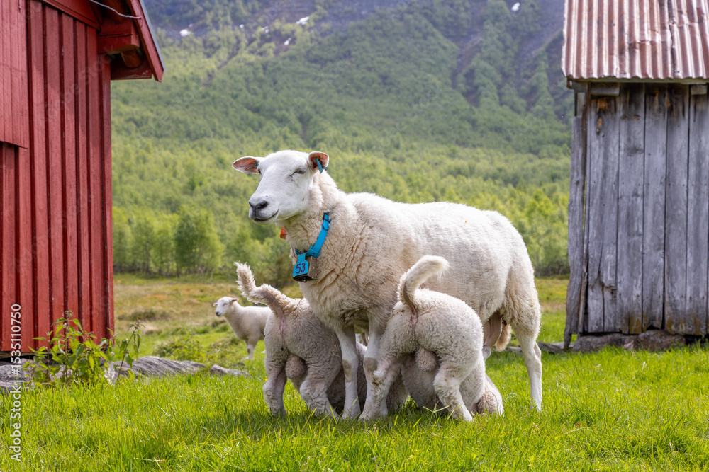 Obraz premium Sheep and lamb on an old mountain farm high in the mountains.