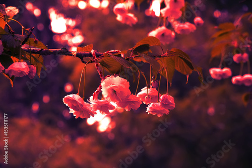Art color of the blossom tree in spring. Close up
