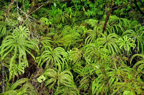 Umbrella ferns (Sticherus cunninghamii), a New Zealand native fern, in a forest in the Waitomo area, North Island
