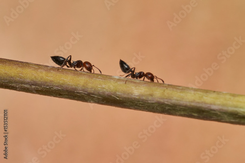 hormigas granívoras en un tallo 
