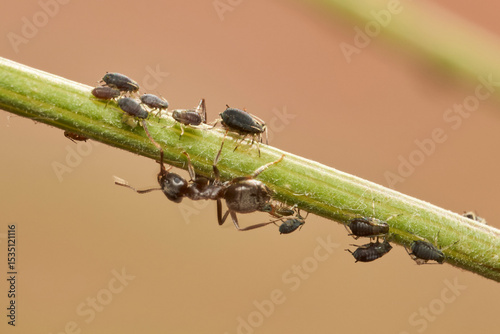 hormigas y pulgones en simbiosis 