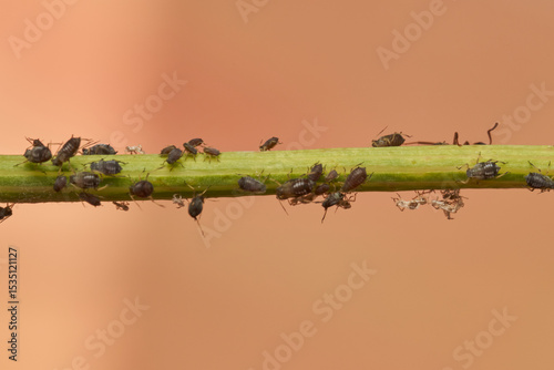 hormigas y pulgones en simbiosis 