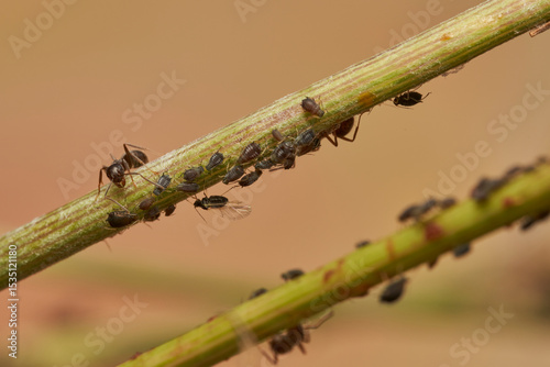 hormigas y pulgones en simbiosis 