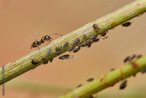 hormigas y pulgones en simbiosis 
