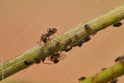 hormigas y pulgones en simbiosis 