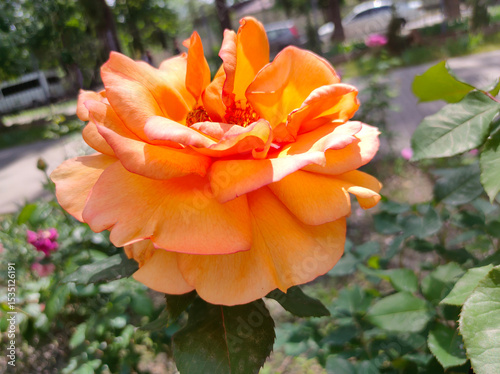 The Beauty Of Orange Roses at garden