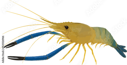 Realistic Shrimp