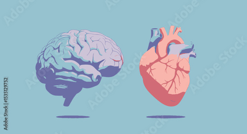human brain anatomy vector