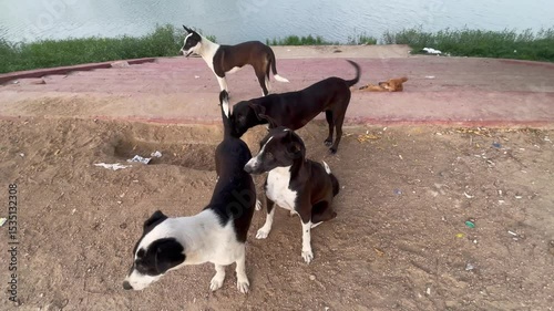 group of dogs at water lake