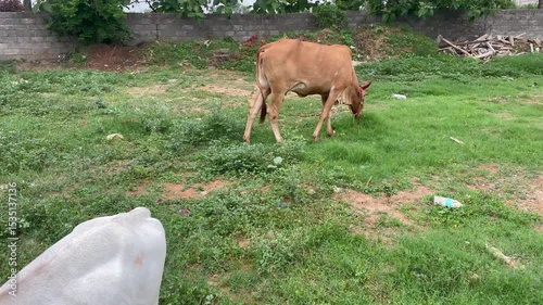 cow eating grass in farm land