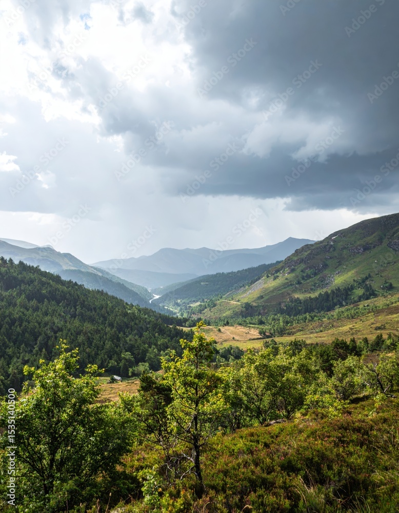 Fototapeta premium Rain and storm winds blowing trees, thunderstorm