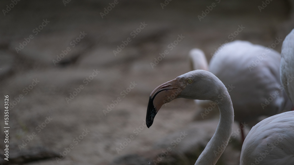 Fototapeta premium Close View of Flamingo in Soft Natural Light
