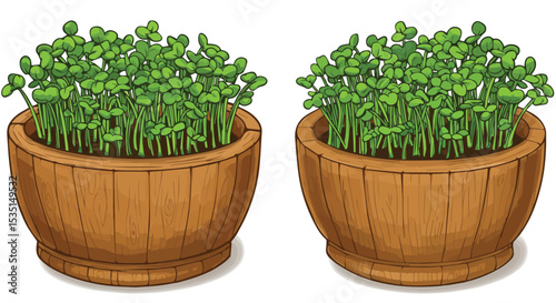 Fresh Microgreens in Wooden Pots

