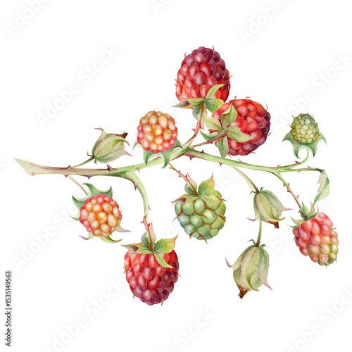 Raspberry ripe garden berry on thorny spiked branch hand drawn in watercolor. Hanging dewberry mulberry loganberry. Isolated closeup botanical illustration. Recipe book, farmers market, eco gardening