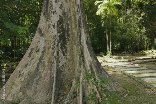 banyan tree