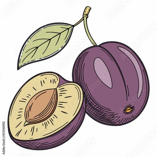 vector illustration of plums with leaves