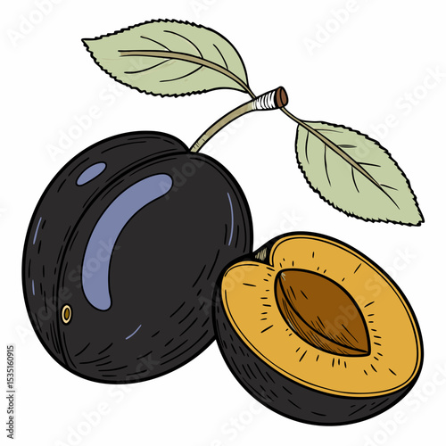 vector illustration of ripe plums