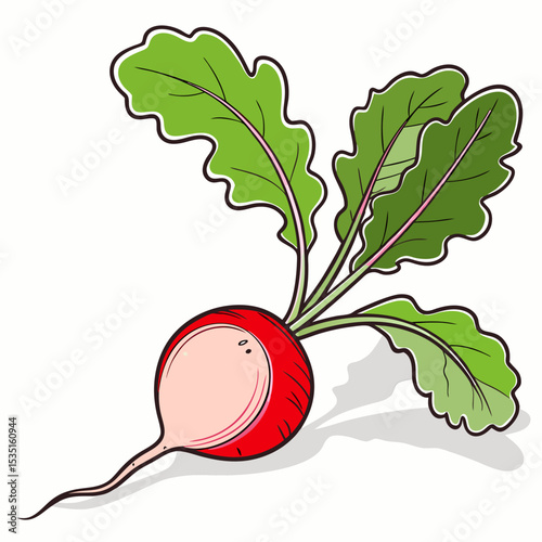 vector illustration of a red radish