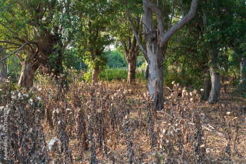 Dried flowers by lake Fogliano, Circeo National Park, Italy