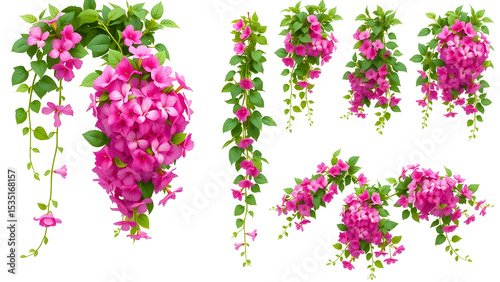 Set of Phlox paniculata creeper plants, 3D render style. Includes multiple views and arrangements — trailing vines, blooming clusters, and leaf