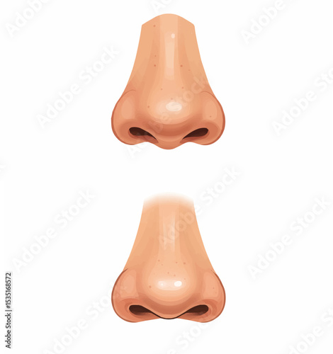 Human Nose Realistic Illustration

