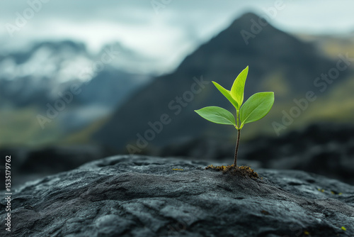 Single Plant Sprouting on Textured Surface with Mountain Background 