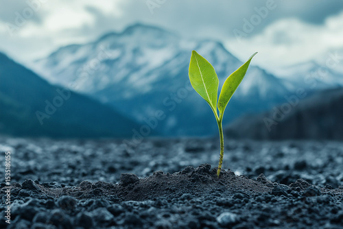 Single Plant Sprouting on Textured Surface with Mountain Background 