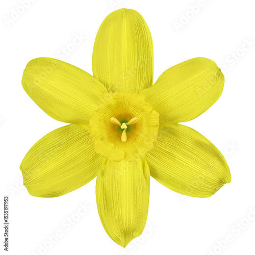 Png. Trasparente. Primavera, estate. Fiori, fiore, in primo piano su sfondo trasparente..