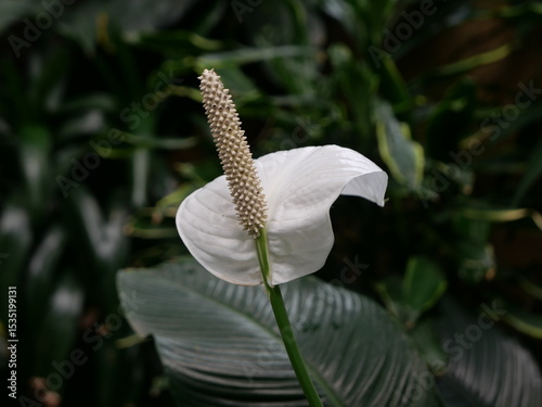 weiße Calla, Drachenwurz, Calla palustris, Sumpfpflanze, Kolben Blüte, weiß, flora, 