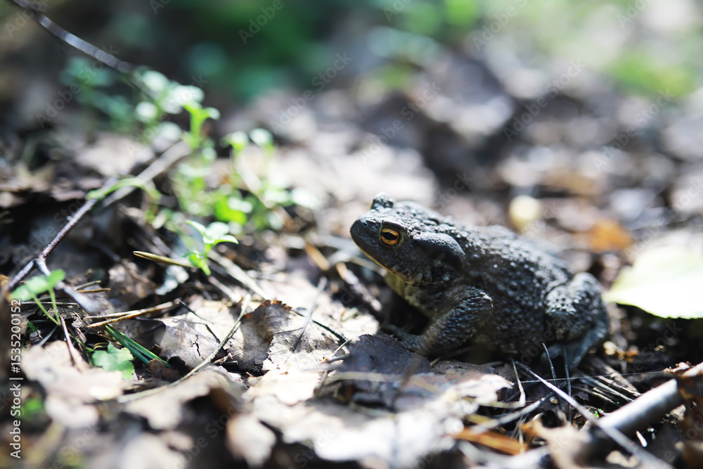Fototapeta premium Wild Toad in Natural Woodland Habitat with Soft Focus and Natural Light
