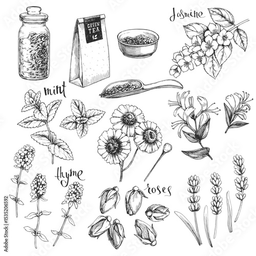 Vector set of hand-drawn vintage illustrations with tea  herbal supplements. Sketch of jasmine, mint, thyme, honeysuckle, chrysanthemum, and lavender.
