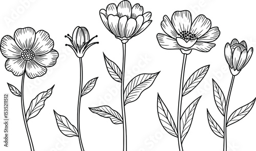 Botanical line art illustration featuring various flower stems and leaves black and white