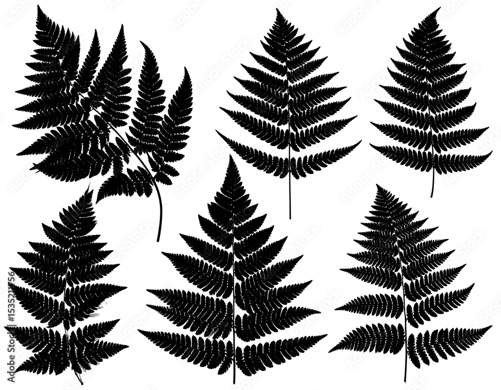 Fototapeta premium Black silhouettes of fern leaves