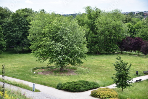 Summer season, green bushes and trees in Park Grabiszynski, Wroclaw, Poland.