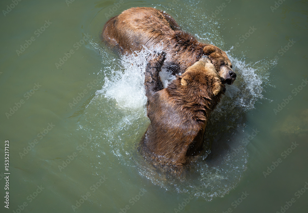 Obraz premium Machtkampf der Braunbären