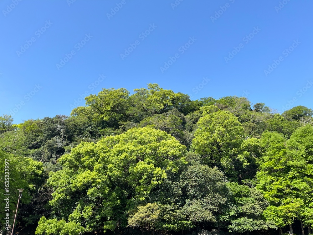 Obraz premium 徳島城公園の木